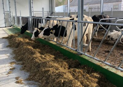 Krowy na rusztach dla bydła