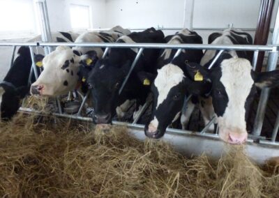 Krowy w hali z rusztami dla bydła